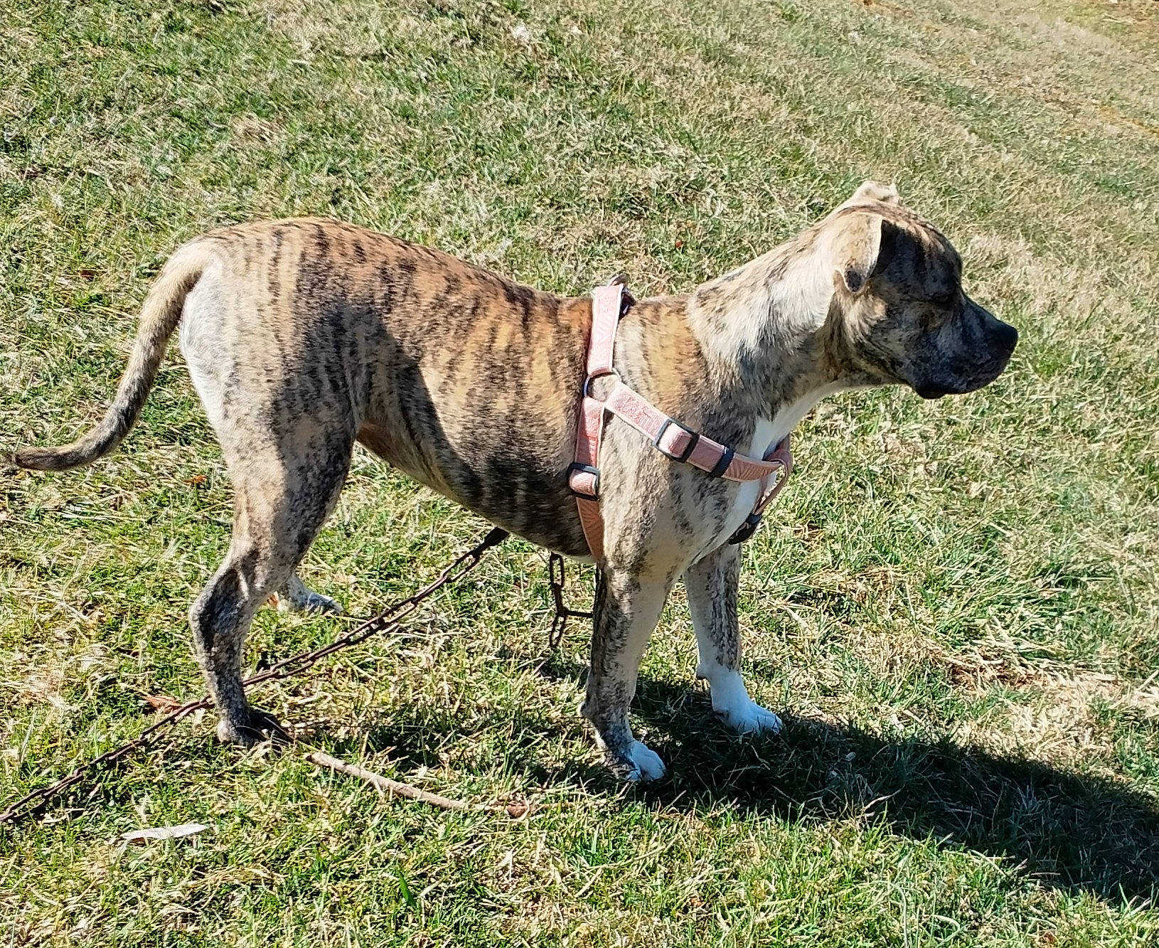 Lit Bit Sassy joined the competition — help win amazing prizes! canidae, carnivore, collar, companion_dog, dog, dog_breed, dog_collar, dog_supply, fawn, giant_dog_breed, grass, guard_dog, leash, pet_supply, sporting_group, tail, terrestrial_animal, treeing_tennessee_brindle, working_animal, working_dog