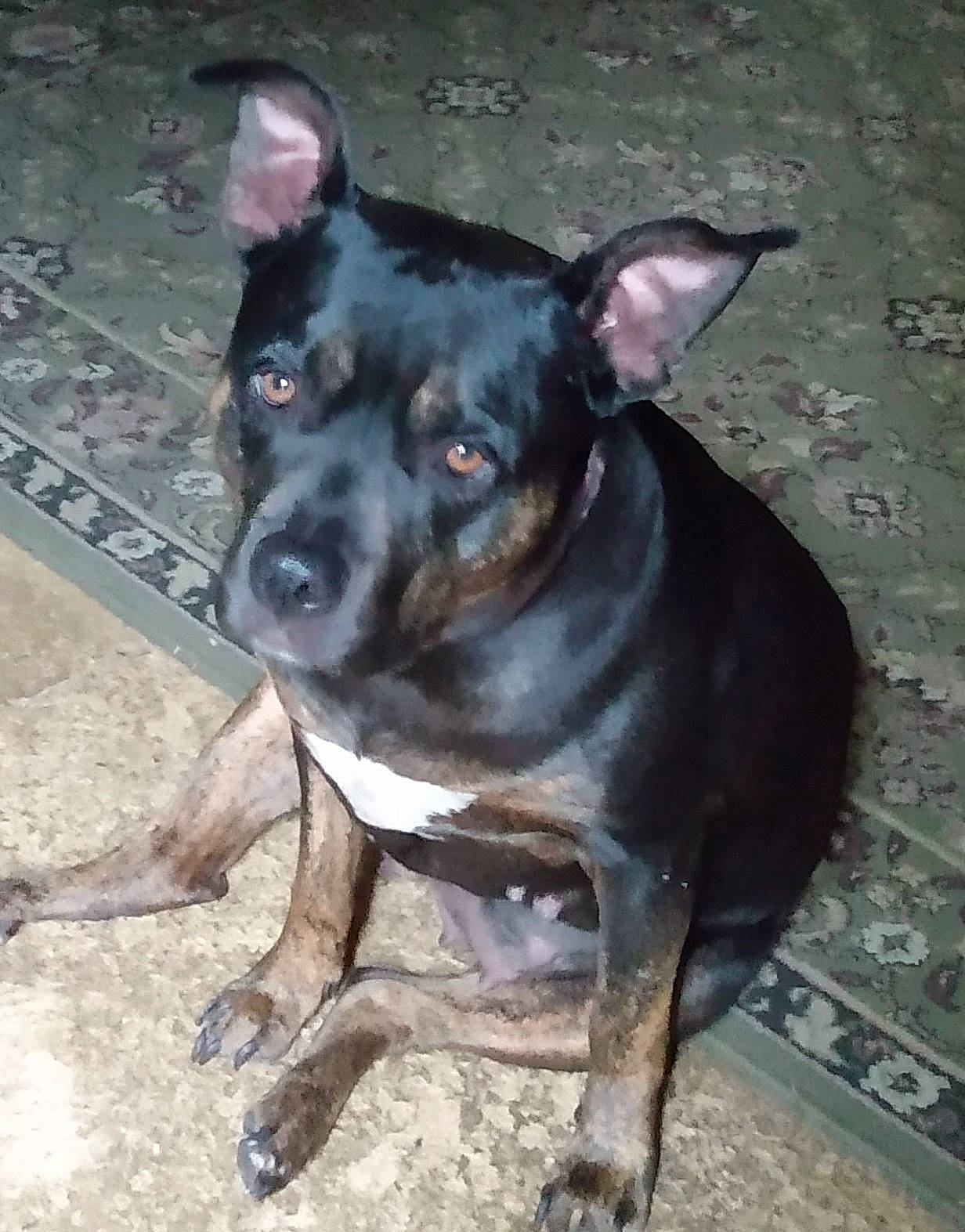 Hallie Blue is registered to the contest to win money with this photo: carnivore, collar, companion_dog, dog, dog_breed, dog_collar, ear, fawn, guard_dog, non_sporting_group, snout, sporting_group, whiskers, working_animal, working_dog