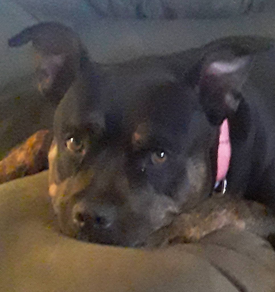 Hallie Blue is registered to the contest to win money with this photo: canidae, carnivore, comfort, companion_dog, dog, dog_breed, fawn, guard_dog, non_sporting_group, paw, sporting_group, terrestrial_animal, whiskers, working_animal, working_dog