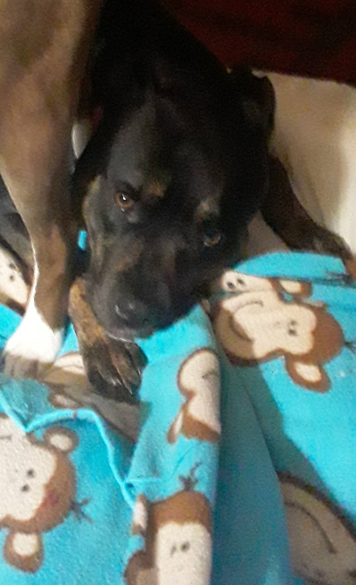 Hallie Blue is registered to the contest to win money with this photo: canidae, carnivore, comfort, companion_dog, dog, dog_breed, dog_supply, fawn, fur, guard_dog, linens, mammal, paw, puppy_love, sporting_group, stuffed_toy, toy_dog, vertebrate, whiskers, working_animal