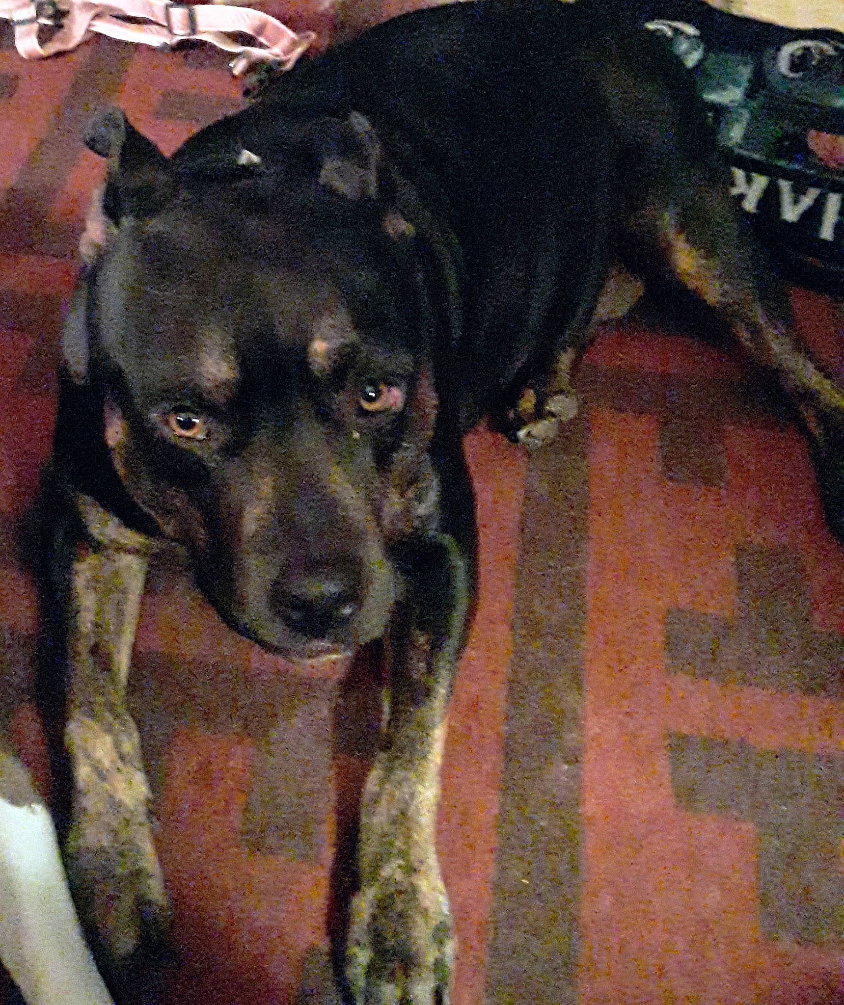 Hallie Blue joined the competition — help win amazing prizes! borador, canidae, carnivore, collar, companion_dog, dog, dog_breed, fawn, flooring, fur, guard_dog, hunting_dog, non_sporting_group, snout, sporting_group, tail, terrestrial_animal, whiskers, working_animal, working_dog