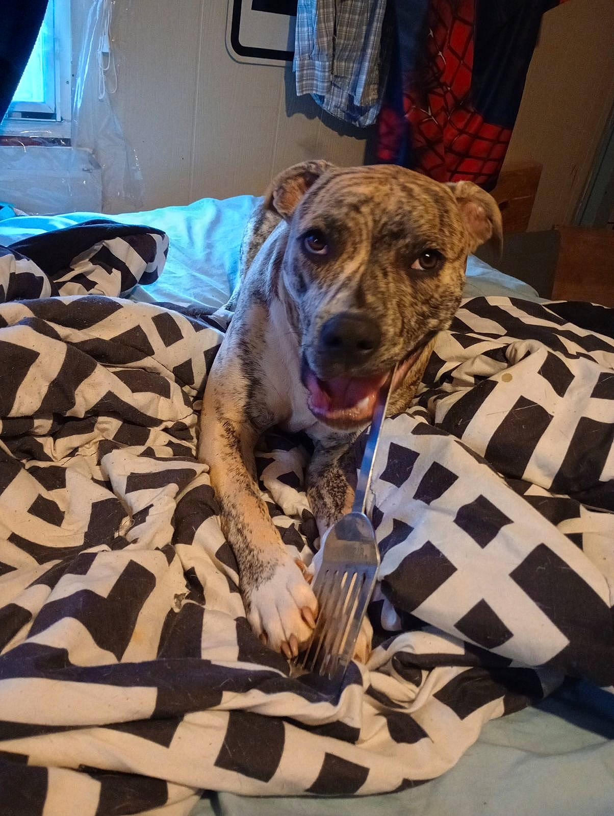 Little Bit Sassy is registered to the contest to win money with this photo: carnivore, collar, comfort, companion_dog, dog, dog_breed, dog_collar, dog_supply, fawn, guard_dog, non_sporting_group, pattern, snout, terrestrial_animal, whiskers, working_dog