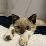 Tokyo participe au concours pour gagner de l'argent avec cette photo : kitten, cat, siamese, pet, feline, cute, animal, paw, white_blanket, lying_down, indoor, soft_texture, curious, ears, face, eyes, young, resting, close_up, fur
