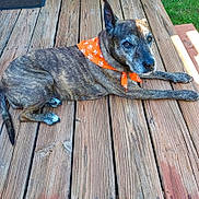 Angel joined the competition — help win amazing prizes! dog, brindle, bandana, orange, paw_prints, wooden_deck, outdoor, pet, animal, sunlight, relaxed, lying_down, fur, canine, paw, ears, snout, tail, nature, summer