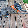 dog, brindle, bandana, orange, paw_prints, wooden_deck, outdoor, pet, animal, sunlight, relaxed, lying_down, fur, canine, paw, ears, snout, tail, nature, summer