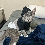 Mr. Meow Meow joined the competition — help win amazing prizes! cat, kitten, gray_tabby, hoodie, clothing, bed, blanket, pillow, indoor, pet, feline, cute, sleepy, young, whiskers, fur, tail, resting, domestic_animal, cozy