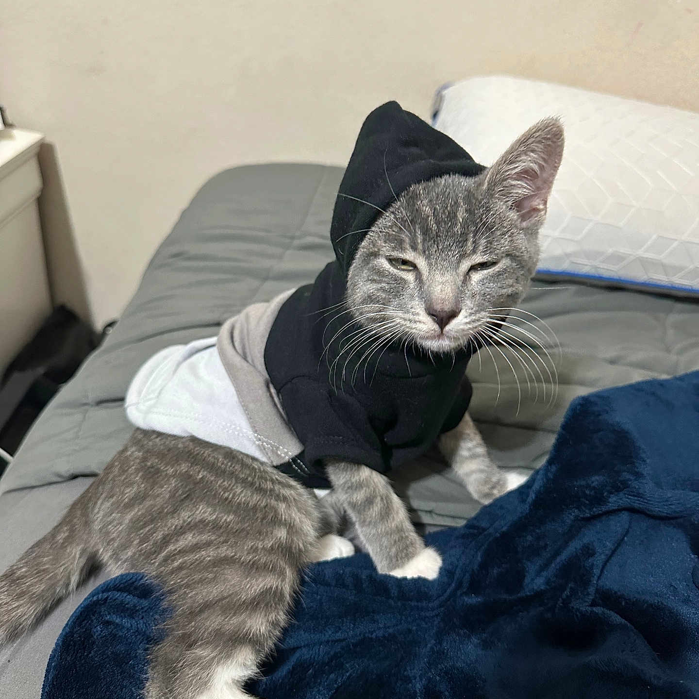 Mr. Meow Meow joined the competition — help win amazing prizes! bed, blanket, cat, clothing, cozy, cute, domestic_animal, feline, fur, gray_tabby, hoodie, indoor, kitten, pet, pillow, resting, sleepy, tail, whiskers, young