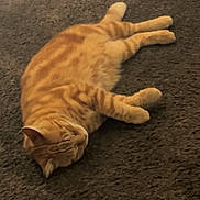 Garfield joined the competition — help win amazing prizes! cat, orange_tabby, pet, feline, domestic_cat, resting, lying_down, carpet, indoor, fur, whiskers, animal, cute, sleepy, relaxed, mammal, paw, striped, tabby, cozy