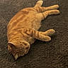 cat, orange_tabby, pet, feline, domestic_cat, resting, lying_down, carpet, indoor, fur, whiskers, animal, cute, sleepy, relaxed, mammal, paw, striped, tabby, cozy