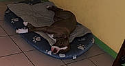 Akira participe au concours pour gagner de l'argent avec cette photo : animal, bed, blanket, brown_dog, calm, corner, cozy, dog, domestic, furniture_leg, home, indoor, paw_prints, pet, quiet, relaxed, resting, sleeping, tile_floor, yellow_wall