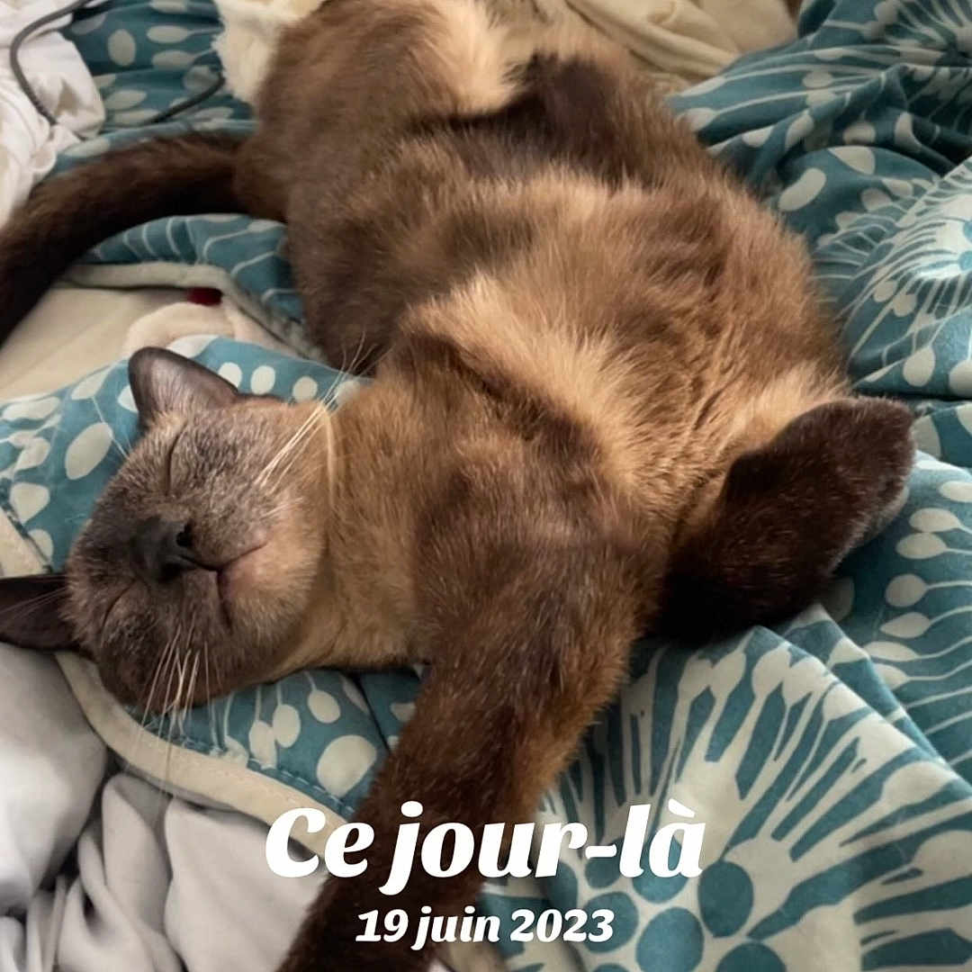 Câline participe au concours pour gagner de l'argent avec cette photo : cat, sleeping, bed, blanket, pillow, fur, relaxed, cozy, indoor, patterned, resting, cute, pet, animal, whiskers, paw, comfortable, feline, soft, napping