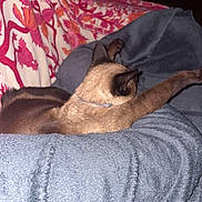 Câline participe au concours pour gagner de l'argent avec cette photo : cat, siamese_cat, stretching, blanket, indoor, cozy, furniture, patterned_blanket, relaxing, pet, animal, fur, ears, collar, comfort, resting, home, soft_texture, warm, sleepy