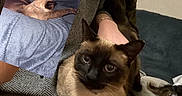 Câline a rejoint le concours — aidez-le/la à gagner de superbes lots ! cat, siamese_cat, animal, pet, lap, blanket, furniture, indoor, cozy, resting, sleeping, person, hand, clothing, couch, home, cute, fur, whiskers, ears