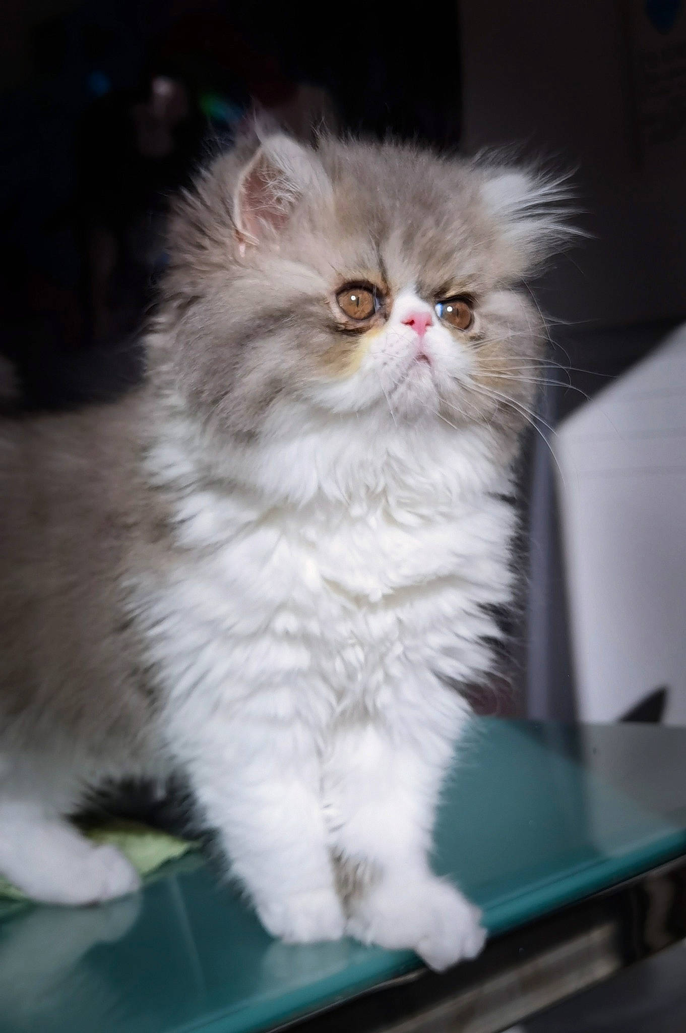 Randy participe au concours pour gagner de l'argent avec cette photo : british_longhair, carnivore, cat, event, eye, fawn, felidae, fur, persian, plant, small_to_medium_sized_cats, snout, terrestrial_animal, whiskers