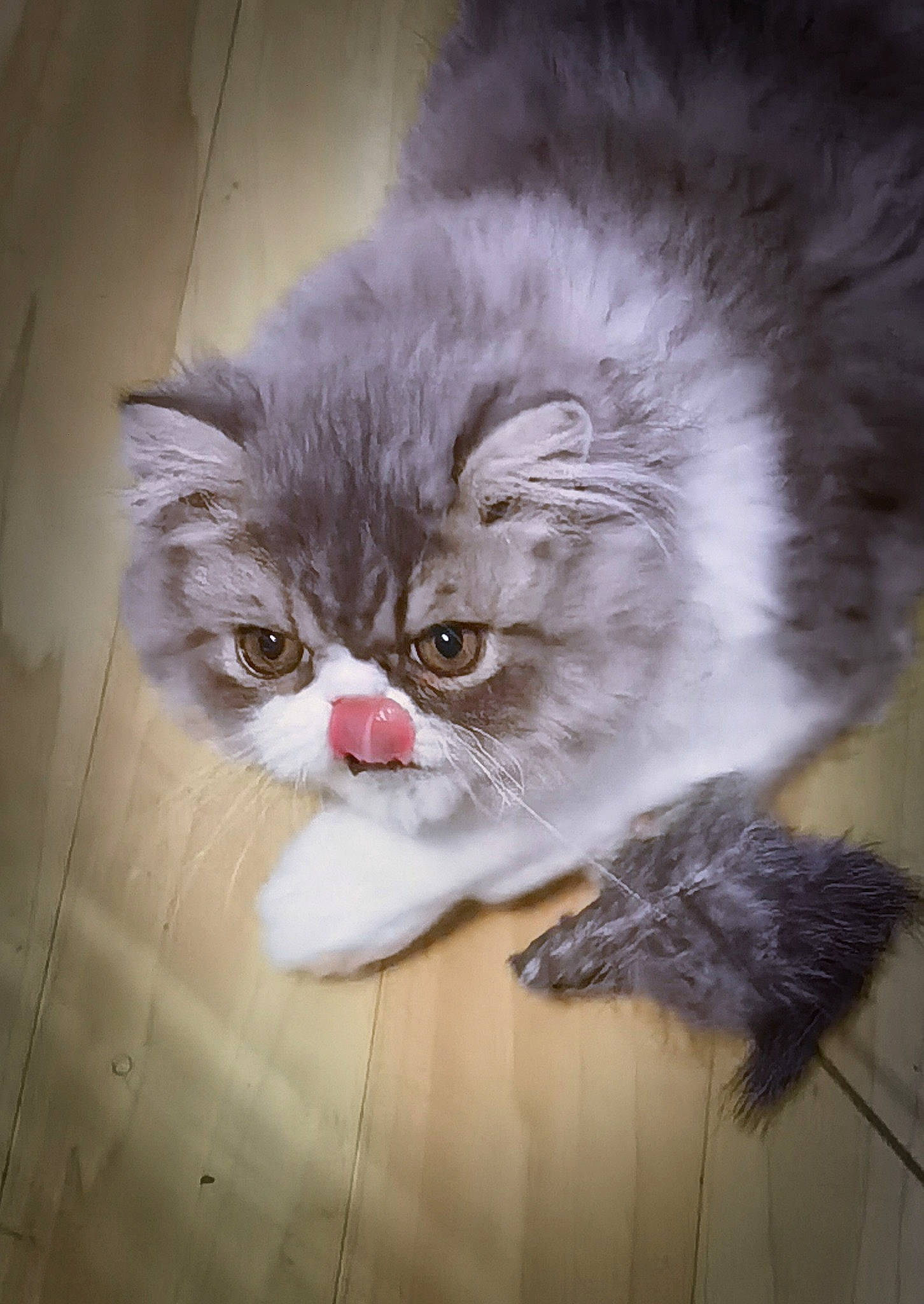 Randy a rejoint le concours — aidez-le/la à gagner de superbes lots ! art, british_longhair, carnivore, cat, fawn, felidae, flooring, fur, grey, persian, small_to_medium_sized_cats, snout, terrestrial_animal, whiskers