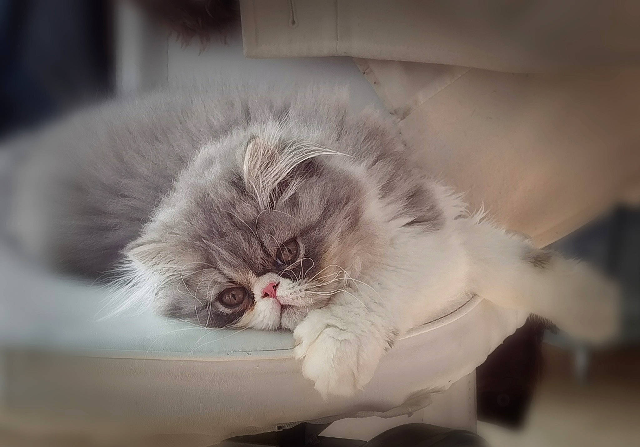 Randy participe au concours pour gagner de l'argent avec cette photo : british_longhair, carnivore, cat, claw, comfort, felidae, fur, monochrome_photography, paw, persian, small_to_medium_sized_cats, snout, tail, whiskers