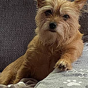 Piper is registered to the contest to win money with this photo: dog, terrier, pet, couch, blanket, paw, fur, ear, whiskers, looking_at_camera, portrait, cozy, home_interior, upholstery, cushion, companion, screenshot, phone_ui, timestamp, soft_lighting