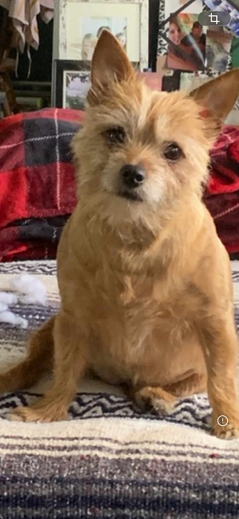 Piper is registered to the contest to win money with this photo: dog, small_dog, terrier, pet, portrait, blanket, plaid, bed, cozy, ears, fur, whiskers, nose, paw, sitting, indoor, home, framed_photos, background, gaze