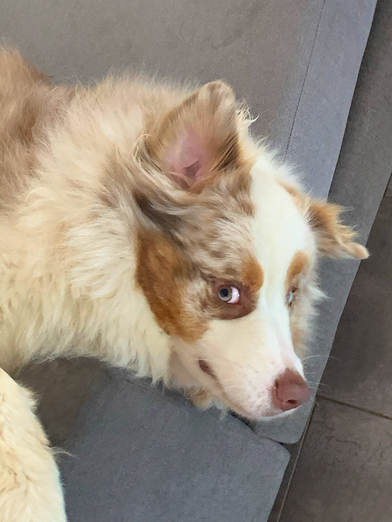 Olaf participe au concours pour gagner de l'argent avec cette photo : australian_collie, australian_shepherd, canidae, carnivore, companion_dog, dog, dog_breed, fawn, fur, herding_dog, liver, paw, snout, sporting_group, whiskers, working_animal, working_dog