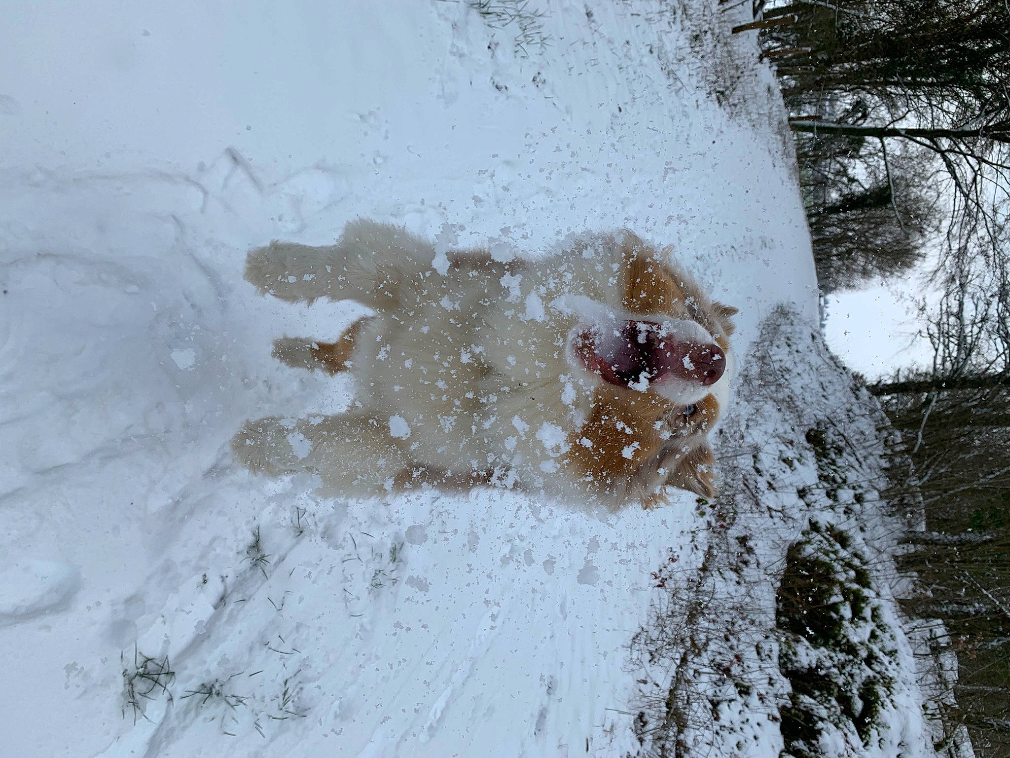 Olaf a rejoint le concours — aidez-le/la à gagner de superbes lots ! event, freezing, frost, geological_phenomenon, grass, landscape, plant, precipitation, reflection, sky, slope, snow, soil, tree, trunk, twig, window, winter, winter_storm, wood