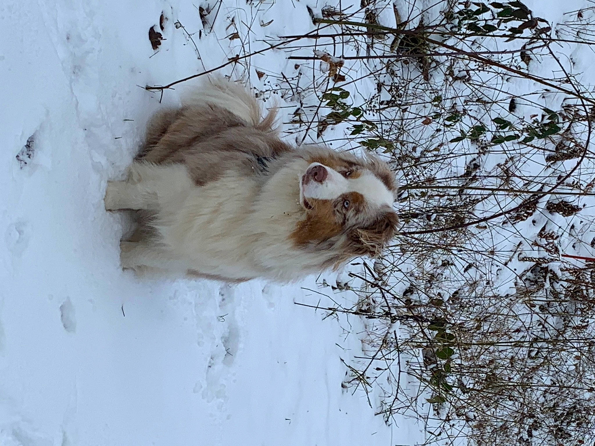 Olaf participe au concours pour gagner de l'argent avec cette photo : beak, bird_of_prey, event, felidae, freezing, fur, owl, plant, screech_owl, small_to_medium_sized_cats, snow, tail, terrestrial_animal, tree, twig, whiskers, wildlife, window, winter, wood