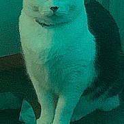 Lele is registered to the contest to win money with this photo: cat, animal, pet, feline, sitting, indoors, portrait, white_fur, black_fur, upright, ears, eyes, whiskers, tail, wood_floor, furniture, blanket, bowl, low_light, green_tint