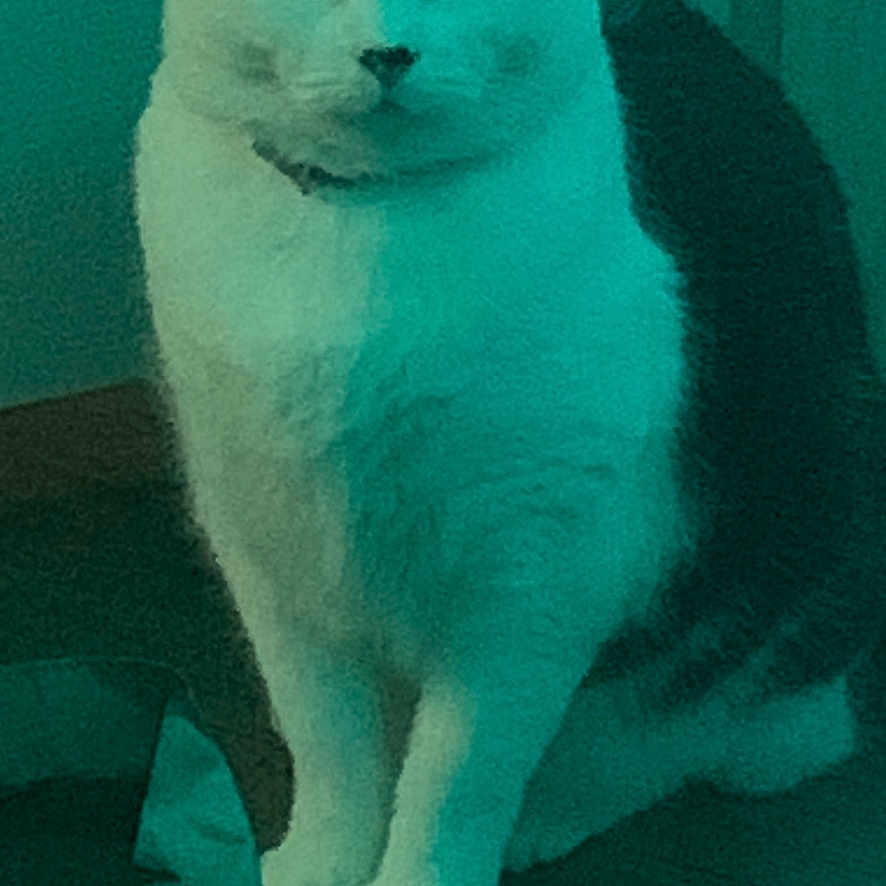 Lele is registered to the contest to win money with this photo: cat, animal, pet, feline, sitting, indoors, portrait, white_fur, black_fur, upright, ears, eyes, whiskers, tail, wood_floor, furniture, blanket, bowl, low_light, green_tint