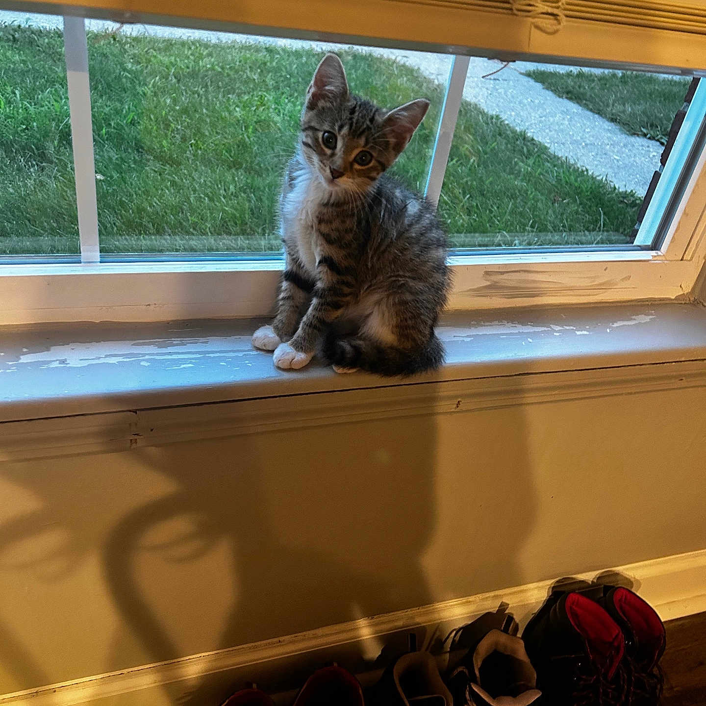 Vector is registered to the contest to win money with this photo: boots, cat, cozy, curious, daylight, floor, furniture, grass, greenery, house, indoor, kitten, pet, shadow, shoes, tabby, tilted_head, white_paws, window, windowsill