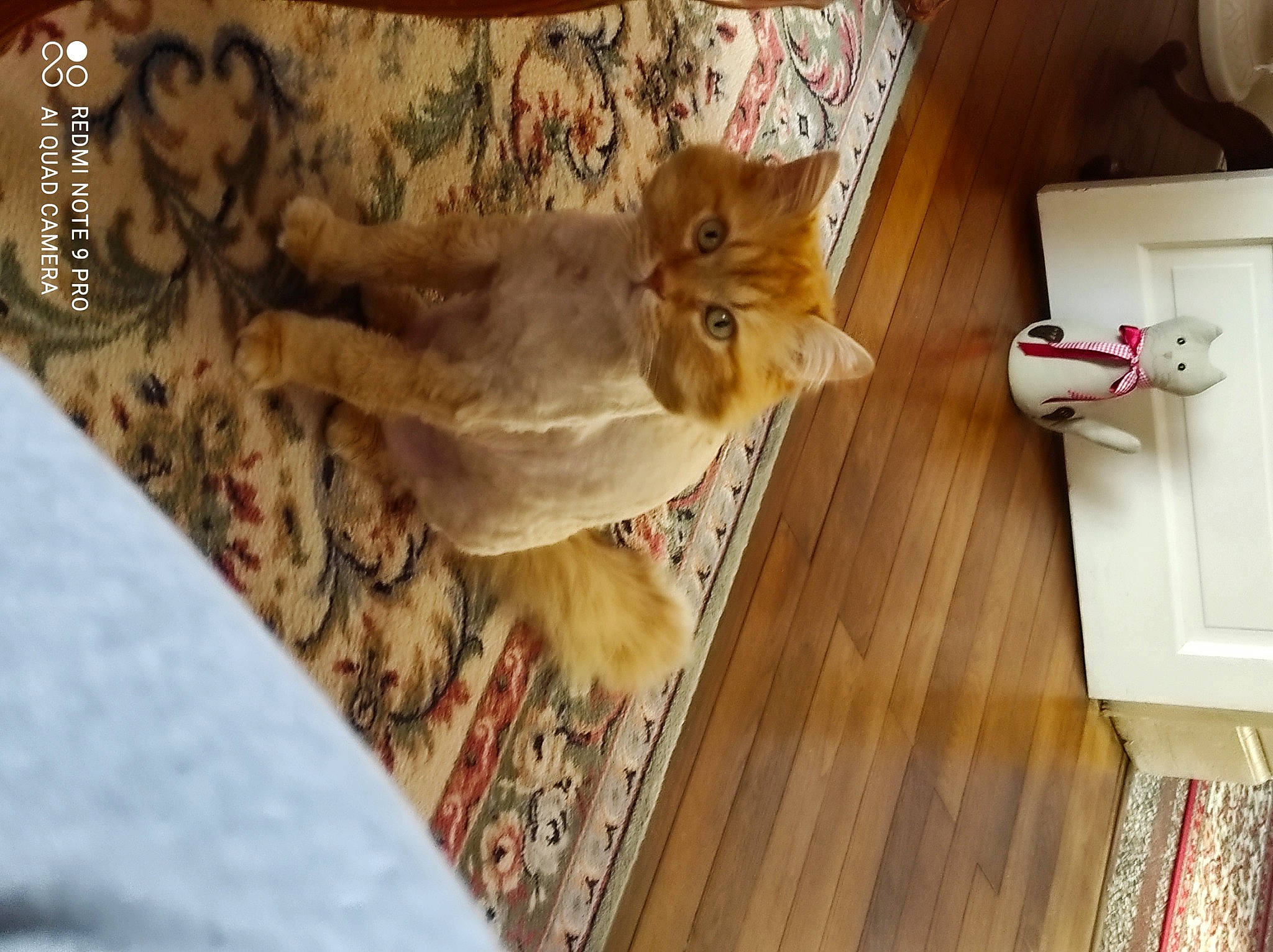 Gardfield participe au concours pour gagner de l'argent avec cette photo : carnivore, cat, comfort, domestic_short_haired_cat, fawn, felidae, flooring, fur, hardwood, paper_towel, room, small_to_medium_sized_cats, table, tail, tree, varnish, whiskers, wood, wood_flooring, wood_stain