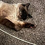 cat, siamese, sleeping, carpet, paw, fur, pet, indoor, relaxing, cozy, animal, whiskers, ears, closeup, mammal, domestic, resting, cute, feline, soft