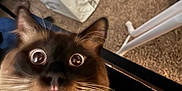 Gojo is registered to the contest to win money with this photo: cat, siamese_cat, wide_eyes, close_up, fur, whiskers, carpet, indoor, pet, animal, curious, face, ears, nose, mouth, table_leg, plastic_bag, floor, domestic, feline
