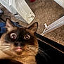 cat, siamese_cat, wide_eyes, close_up, fur, whiskers, carpet, indoor, pet, animal, curious, face, ears, nose, mouth, table_leg, plastic_bag, floor, domestic, feline