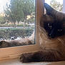 cat, siamese_cat, window, windowsill, paw, fur, whiskers, outdoor, screen, tree, bush, animal, pet, relaxed, indoor, daylight, closeup, face, resting, nature