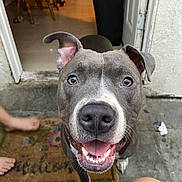 Juniper is registered to the contest to win money with this photo: dog, smiling, gray, white_markings, welcome_mat, doorway, floor, bare_feet, legs, tongue, teeth, ears, nose, outdoor, concrete, house, pet, closeup, happy, looking_up