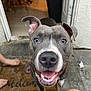 bare_feet, closeup, concrete, dog, doorway, ears, floor, gray, happy, house, legs, looking_up, nose, outdoor, pet, smiling, teeth, tongue, welcome_mat, white_markings