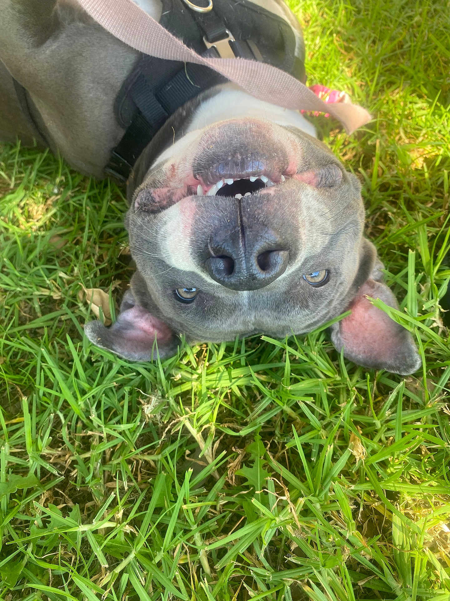 Juniper