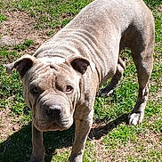 Bosslady joined the competition — help win amazing prizes! dog, outdoor, grass, sunlight, pet, animal, canine, brown, wrinkles, ears, tail, four_legs, shadow, alert, nature, daylight, fur, standing, ground, expression