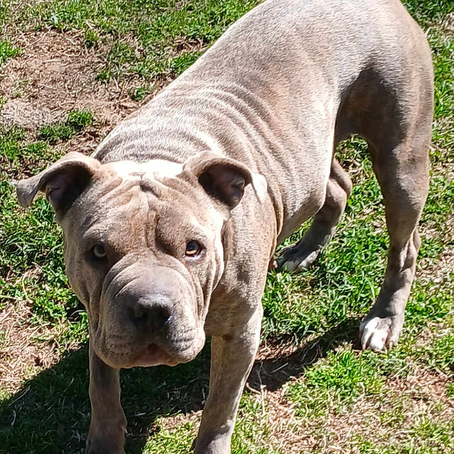 Bosslady joined the competition — help win amazing prizes! alert, animal, brown, canine, daylight, dog, ears, expression, four_legs, fur, grass, ground, nature, outdoor, pet, shadow, standing, sunlight, tail, wrinkles