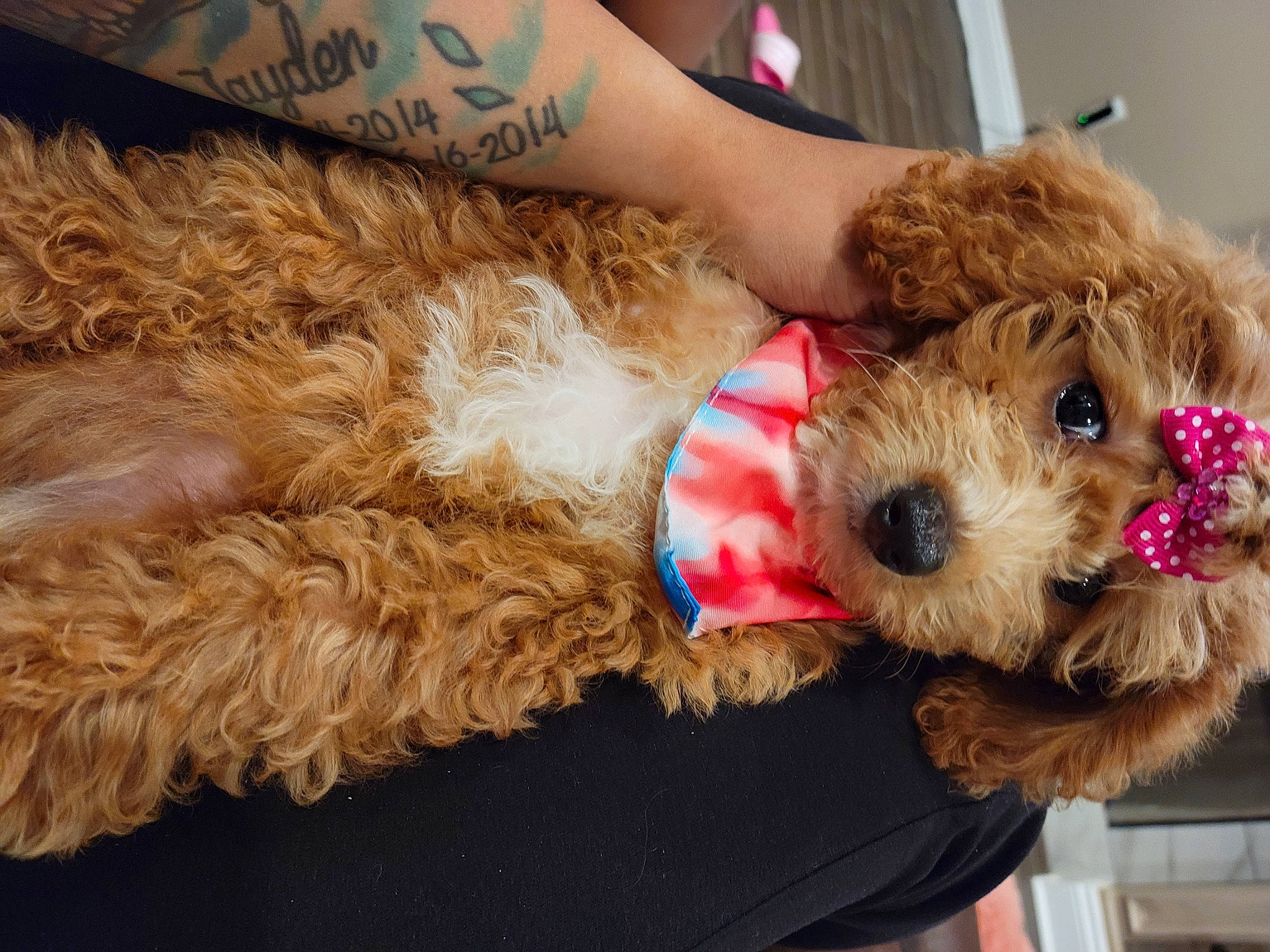 Sia joined the competition — help win amazing prizes! canidae, carnivore, companion_dog, dog, dog_breed, dog_clothes, dog_supply, fawn, fur, human_leg, small_terrier, snout, sporting_group, stuffed_toy, terrier, toy, toy_dog, welsh_terrier, wrist, yorkshire_terrier