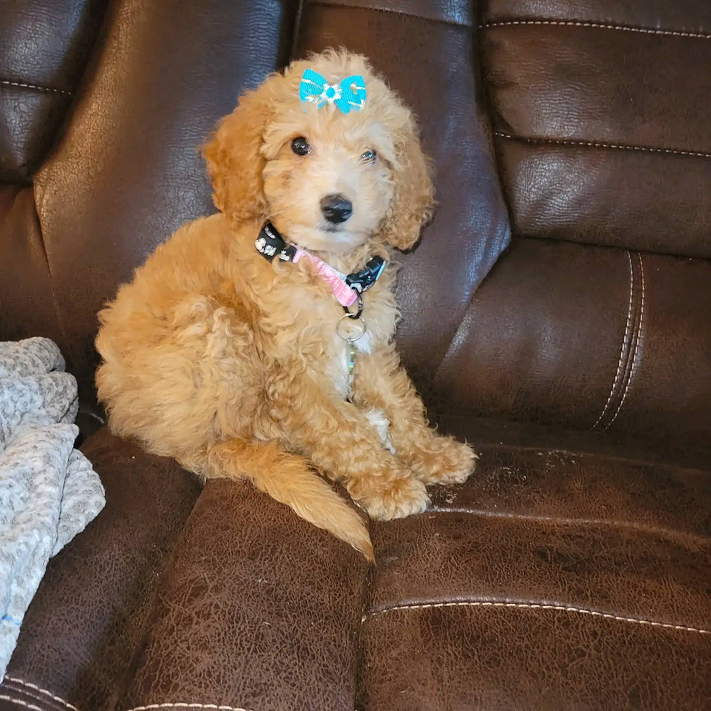 Sia is registered to the contest to win money with this photo: canidae, carnivore, comfort, companion_dog, couch, dog, dog_breed, fawn, fur, labradoodle, maltepoo, poodle, poodle_crossbreed, snout, sporting_group, terrier, toy_dog, water_dog, working_animal, yorkipoo