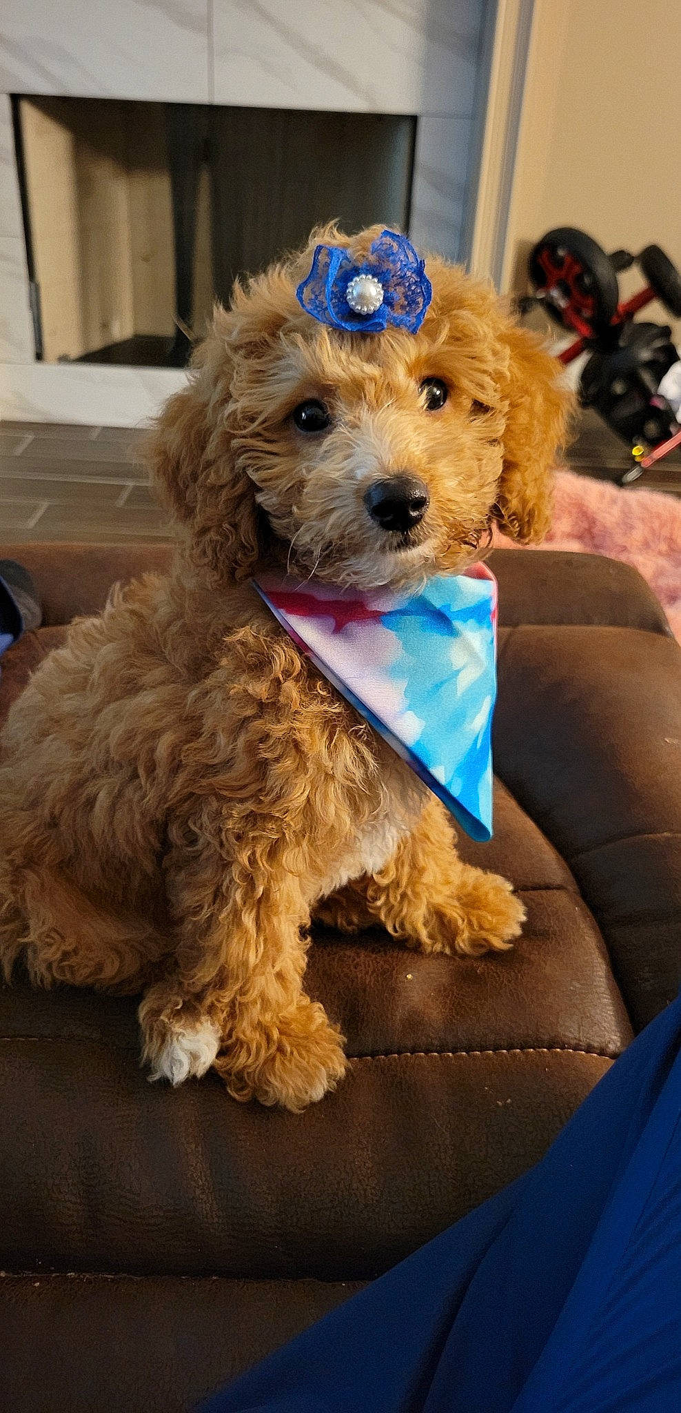 Sia is registered to the contest to win money with this photo: blue, canidae, carnivore, companion_dog, dog, dog_breed, dog_clothes, dog_supply, event, fur, poodle, puppy_love, small_terrier, snout, spaniel, stuffed_toy, terrier, toy_dog, water_dog, yorkipoo