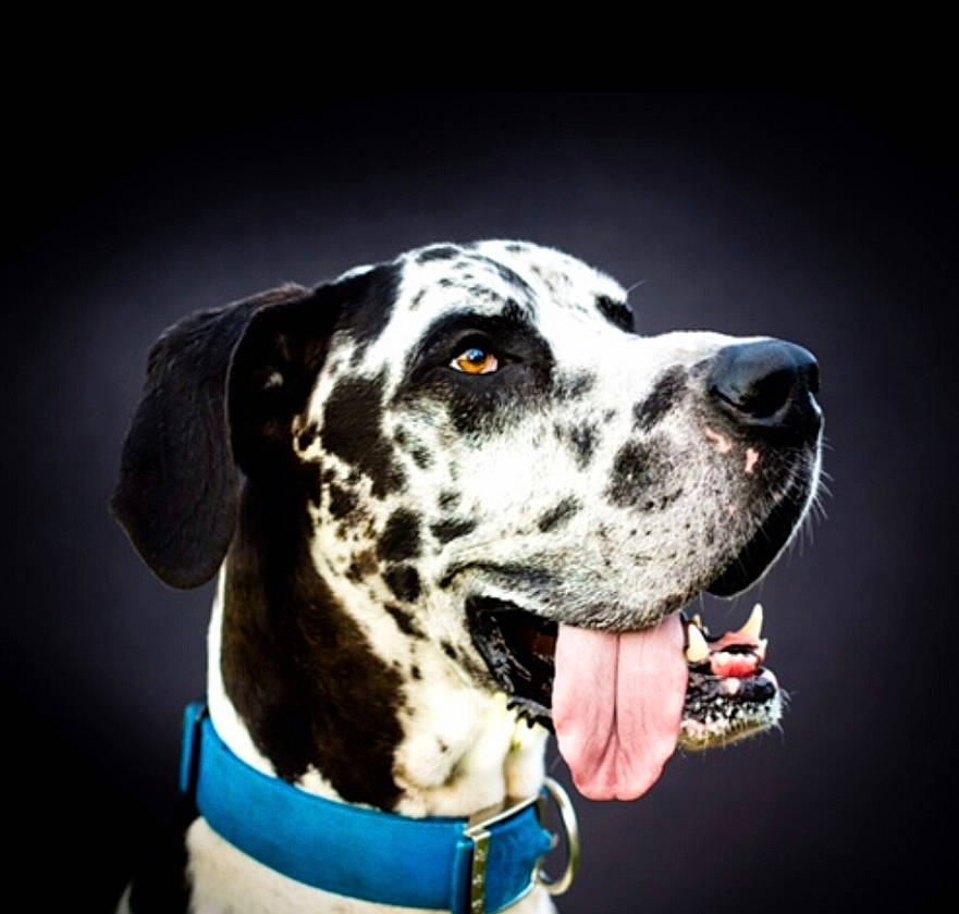 Jake is registered to the contest to win money with this photo: canidae, carnivore, collar, companion_dog, dalmatian, dog, dog_breed, dog_collar, head, non_sporting_group, snout, sporting_group, whiskers, working_animal, working_dog