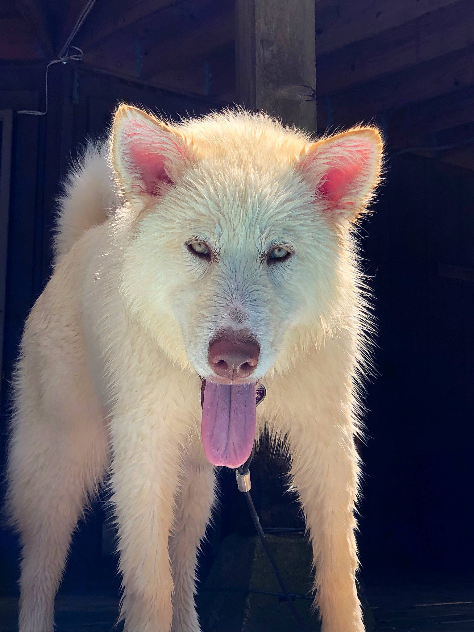 Messi joined the competition — help win amazing prizes! berger_blanc_suisse, canaan_dog, canadian_eskimo_dog, canidae, carnivore, czechoslovakian_wolfdog, dog, dog_breed, fur, greenland_dog, kishu, korean_jindo_dog, mammal, nose, pungsan_dog, sky, snout, vertebrate, white_shepherd, wolfdog