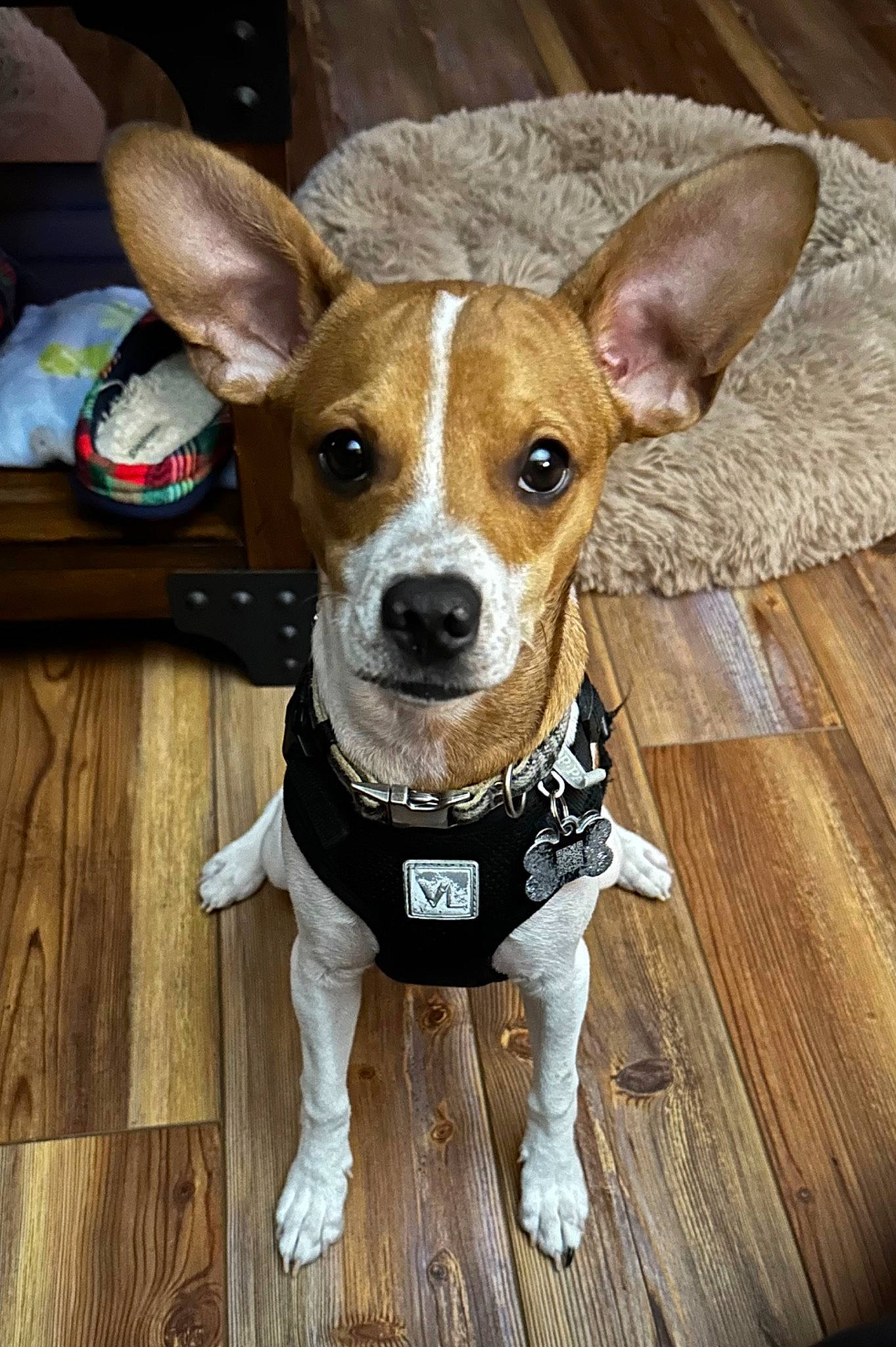 Biscuit joined the competition — help win amazing prizes! canidae, carnivore, collar, companion_dog, dog, dog_breed, dog_clothes, dog_collar, fawn, fur, hardwood, non_sporting_group, snout, soft_drink, sporting_group, terrier, toy_dog, whiskers, wood, working_animal