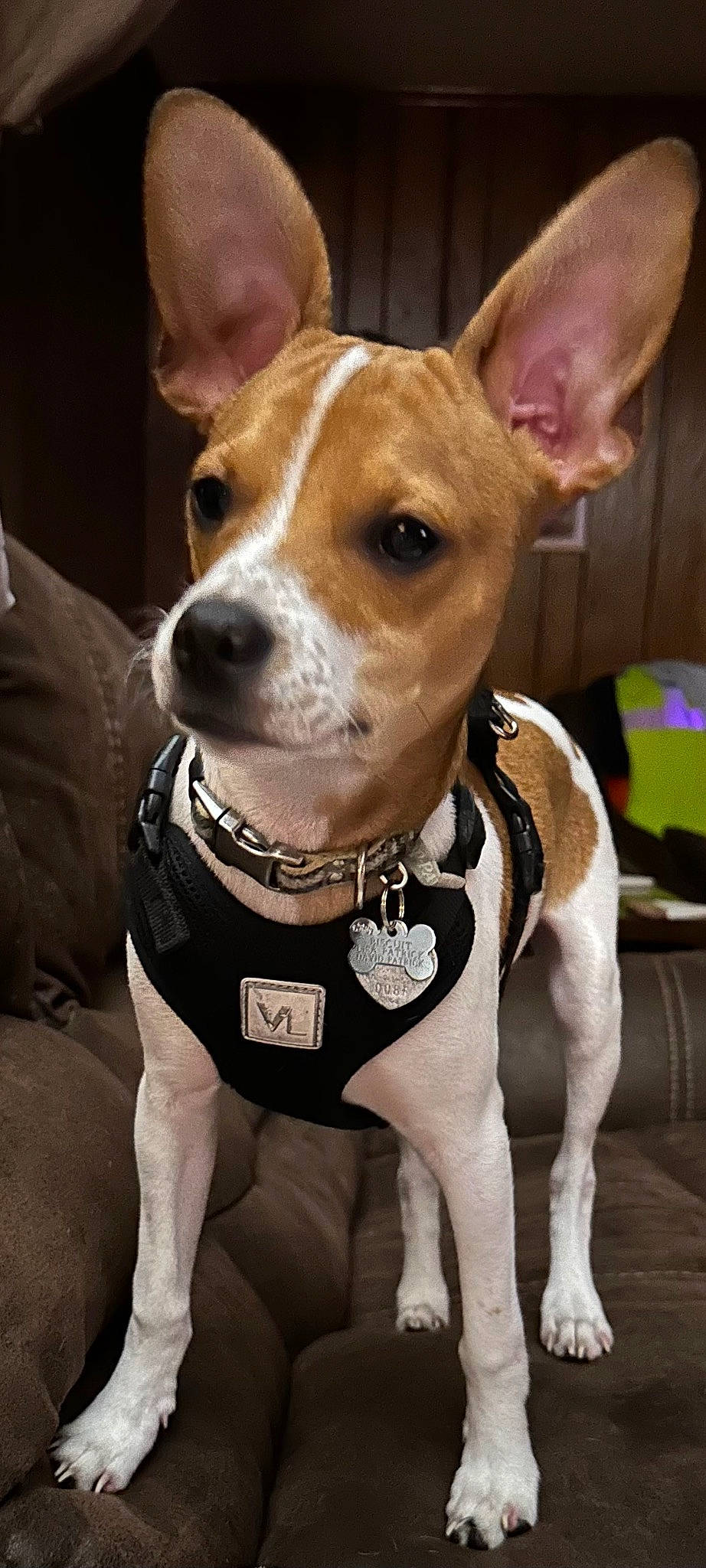 Biscuit joined the competition — help win amazing prizes! ancient_dog_breeds, canidae, carnivore, collar, companion_dog, dog, dog_breed, dog_collar, ear, fawn, leash, non_sporting_group, pet_supply, sighthound, snout, sporting_group, terrier, whiskers, working_animal