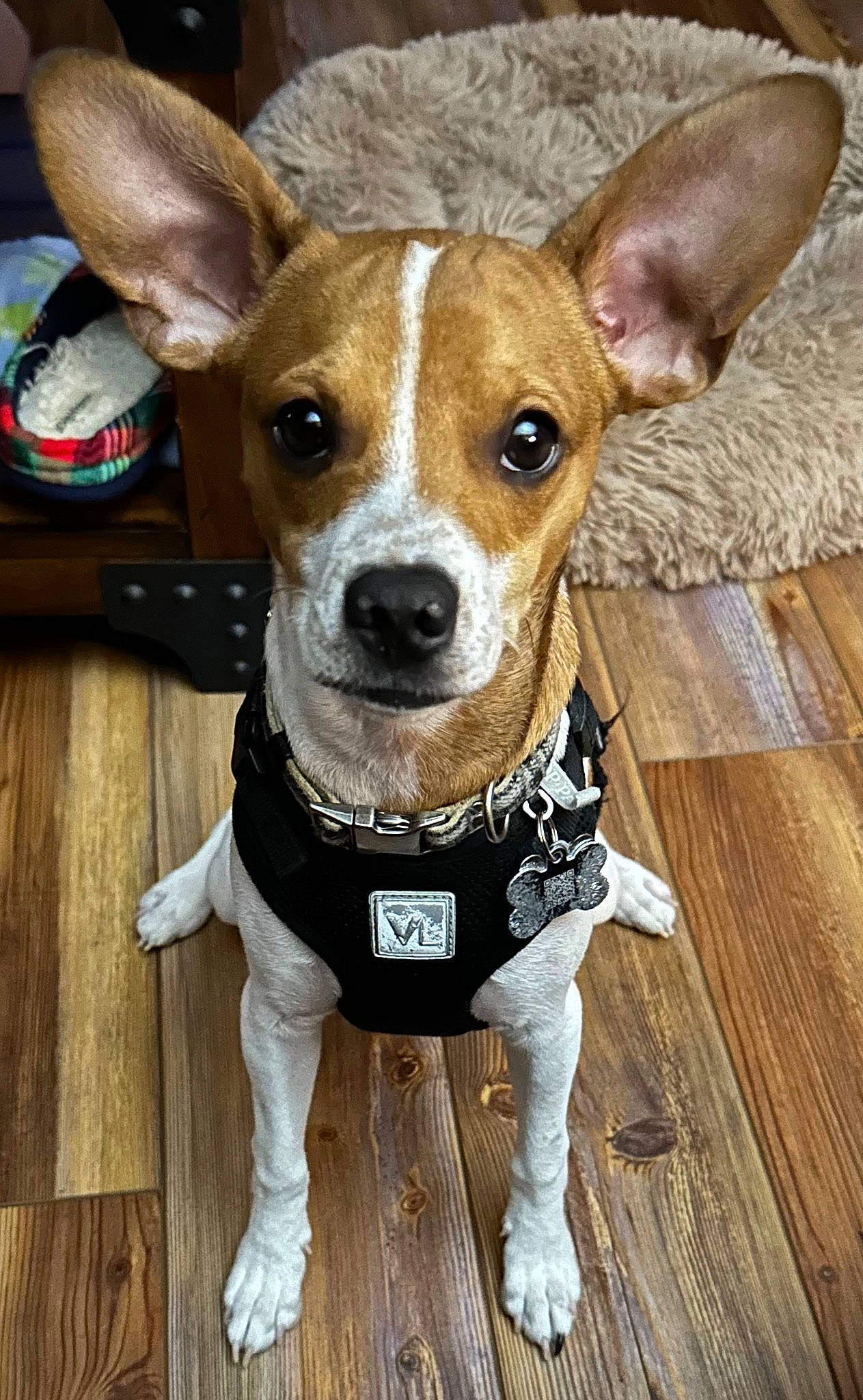 Biscuit is registered to the contest to win money with this photo: ancient_dog_breeds, canidae, carnivore, collar, companion_dog, dog, dog_breed, dog_clothes, dog_collar, fawn, fur, hardwood, leash, non_sporting_group, snout, sporting_group, terrier, whiskers, wood, working_animal
