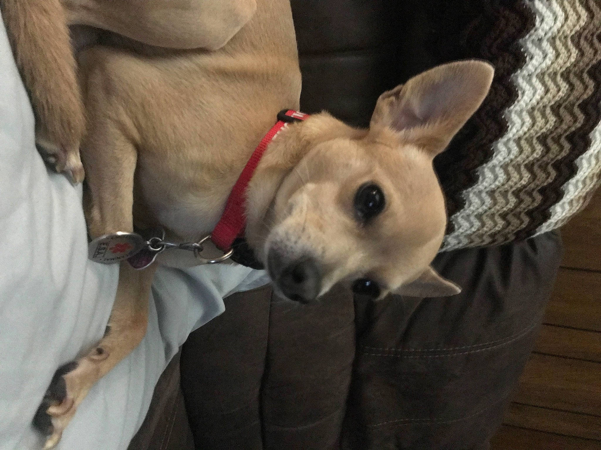 Duke joined the competition — help win amazing prizes! bull_terrier, canidae, carnivore, collar, comfort, companion_dog, dog, dog_breed, dog_collar, dog_supply, ear, fawn, fur, old_english_terrier, pet_supply, snout, sporting_group, terrestrial_animal, whiskers, working_animal