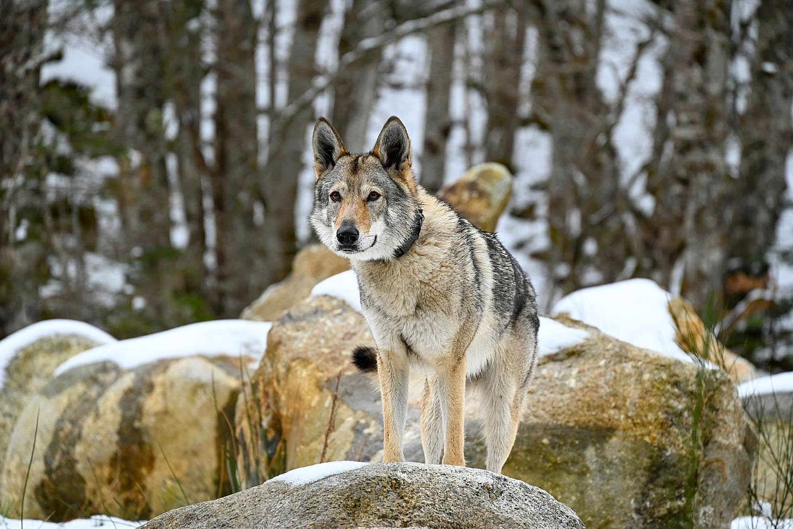 Axia a rejoint le concours — aidez-le/la à gagner de superbes lots ! dog, wolf_like, snow, rock, forest, trees, outdoor, animal, wildlife, nature, fur, alert, standing, canine, winter, landscape, mammal, boulder, cold, animal_portrait