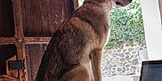 Axia participe au concours pour gagner de l'argent avec cette photo : dog, wolf_like_dog, table, laptop, wooden_door, open_doorway, stone_wall, greenery, indoor, natural_light, pet, animal, side_view, sitting, computer, technology, rustic, quiet, calm, focused