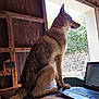 dog, wolf_like_dog, table, laptop, wooden_door, open_doorway, stone_wall, greenery, indoor, natural_light, pet, animal, side_view, sitting, computer, technology, rustic, quiet, calm, focused